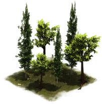 Archivo:27 LateMiddleAge Group of Trees.png